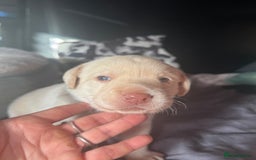 Labrador Retriever dogs for sale: EXCELLENT &UNIQUE LAB PUPPIES AV 12 NOV £1450 - Image 24