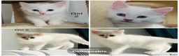 Persian cats for sale: Persian cross Angora kittens r in London - Advert 22