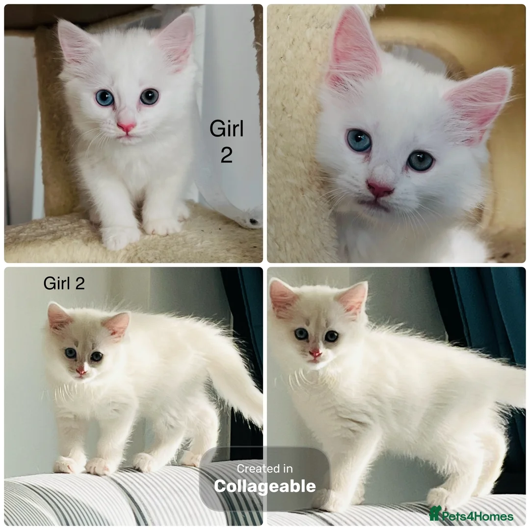 Persian cats for sale: 🚨URGENT🚨White Persian X Angora Female kitten    - Advert 39