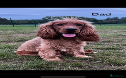 Cocker Spaniel dogs for sale: 😍🐾Show Type Spaniels,KC Reg,Health Tested🐾😍 - Image 7