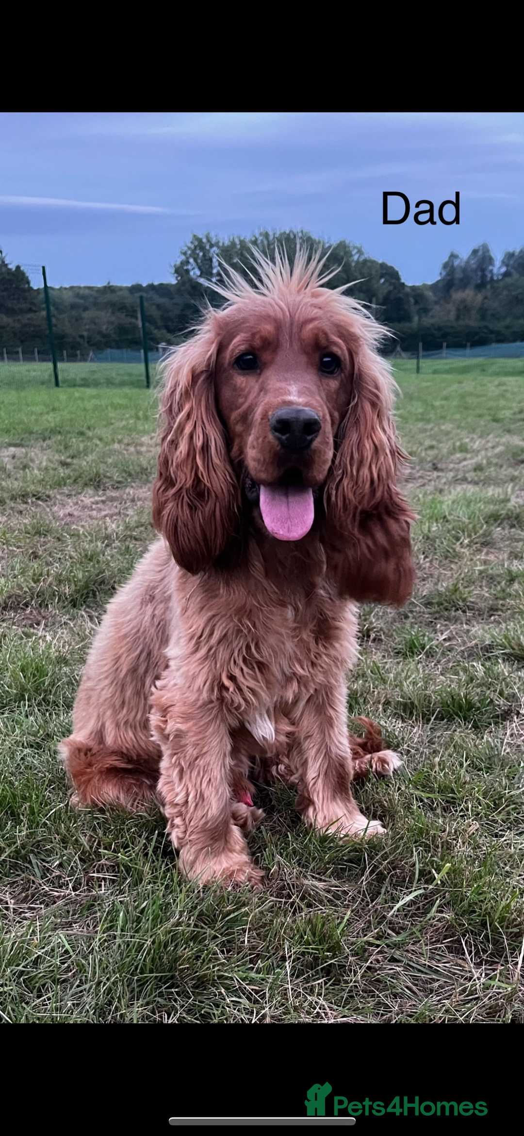 Cocker Spaniel dogs for sale: 😍🐾Show Type Spaniels,KC Reg,Health Tested🐾😍 - Image 7