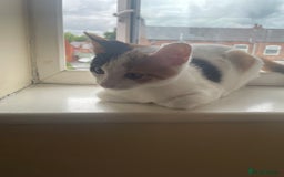 American Shorthair cats for sale: American shorthair x Turkish van kitten  - Image 2