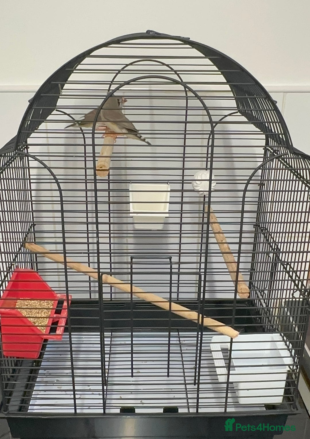 Finches birds for sale: Baby Zebra Finches & Cage - Advert 8