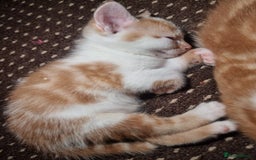 Mixed Breed cats for sale: Looking for forever home - Image 3