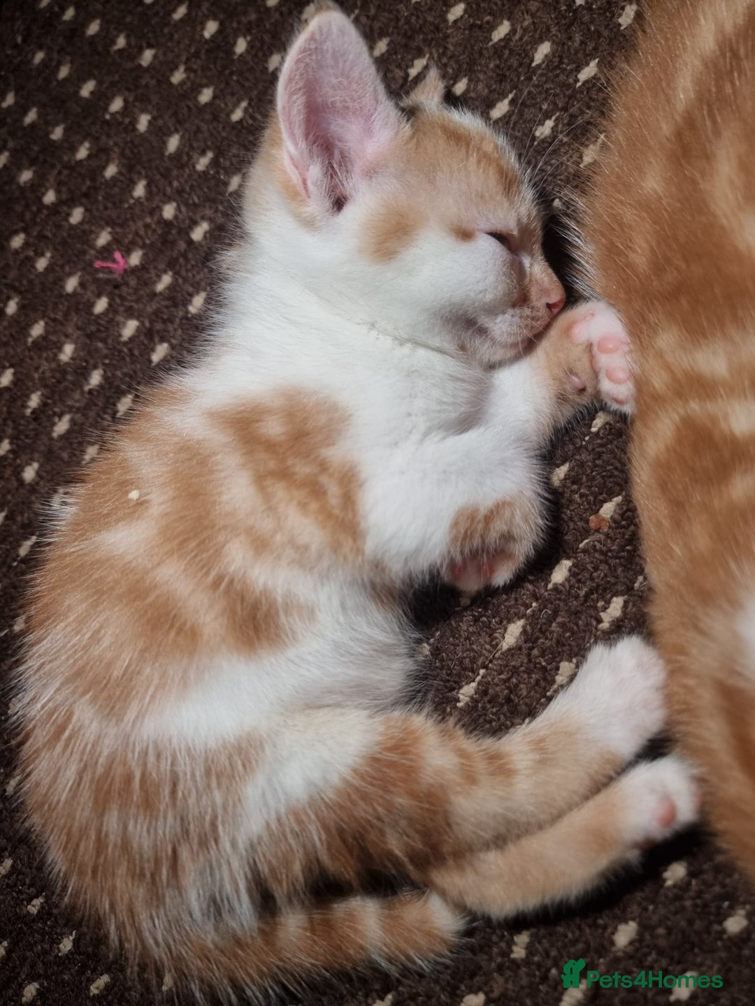 Mixed Breed cats for sale: Looking for forever home - Image 3