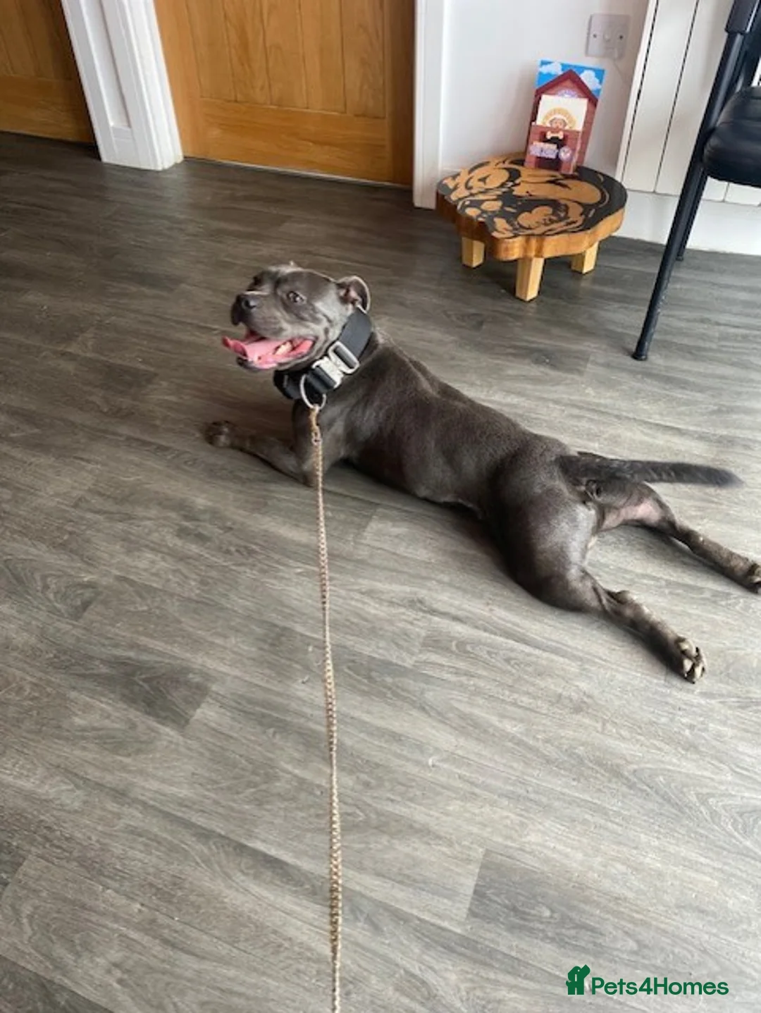 Staffordshire Bull Terrier dogs for stud: REGGIE kc PROVEN (HEALTH TESTED) Dark Blue in Wisbech - Advert 14