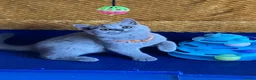 British Shorthair cats for sale: GCCF registered ChampionBloodline 5GENpedigree BSH - Advert 11