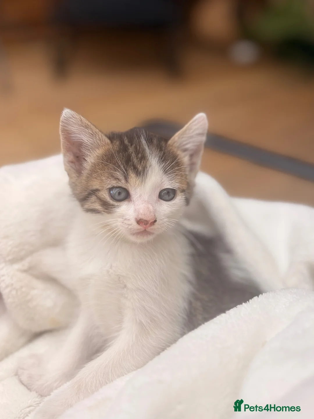 Domestic Shorthair cats for sale: Adorable Kittens 🐱 💕💙 in Dereham - Advert 1