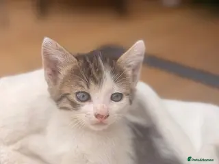Domestic Shorthair cats Adorable Kittens 🐱 💕💙 - Advert 14