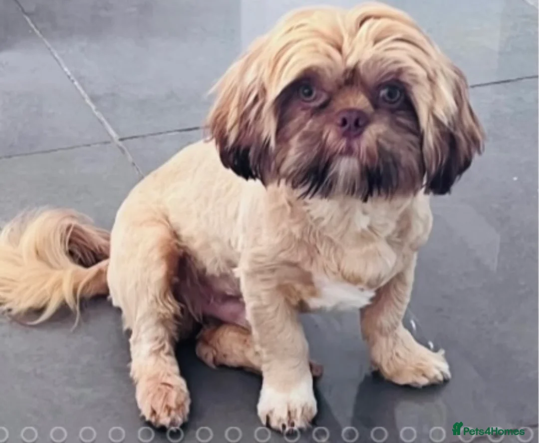 Shih Tzu dogs for stud: 🌟HEALTH TESTED MED/SMALL BREED STUD DOGS 🌟 - Advert 2