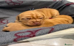 Dogue De Bordeaux dogs for sale: Dogue de bordeaux puppies boy and girl available - Image 3