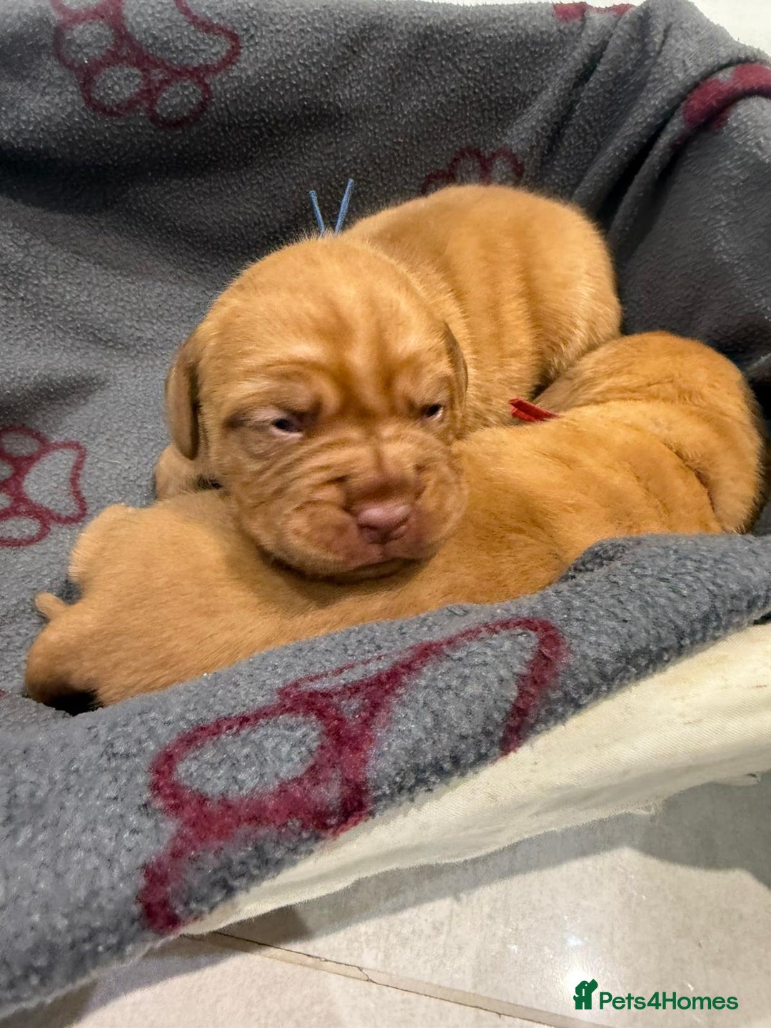 Dogue De Bordeaux dogs for sale: Dogue de bordeaux puppies boy and girl available - Image 3
