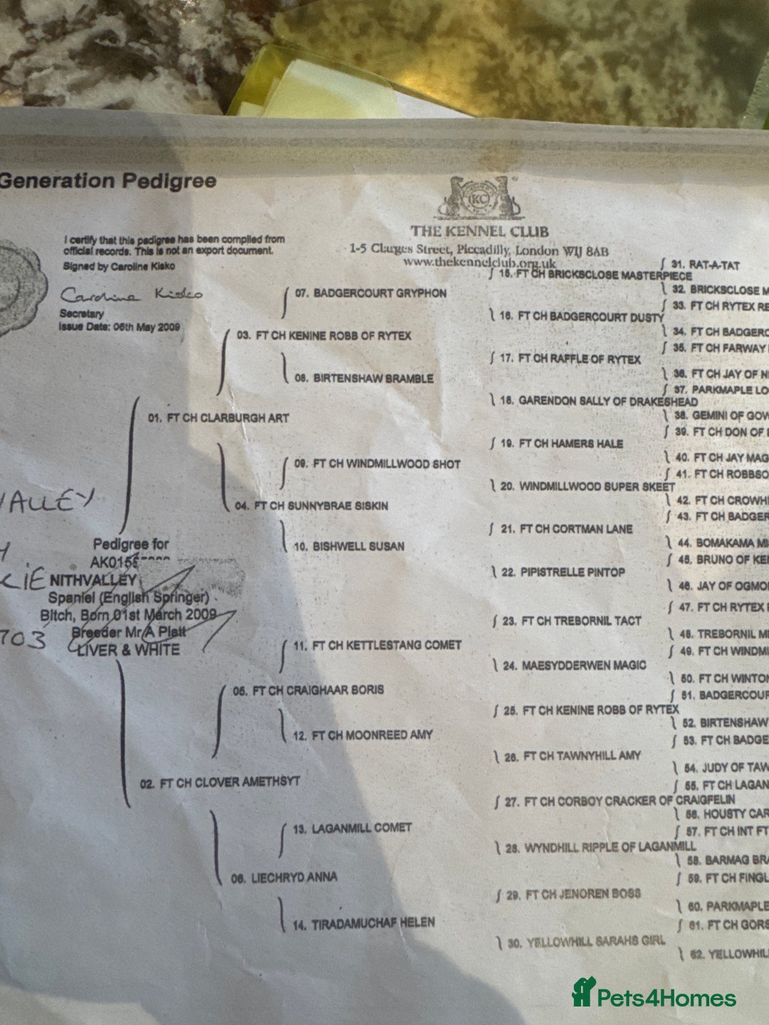 English Springer Spaniel dogs for sale: Beautiful springer spaniel girls  - Advert 8