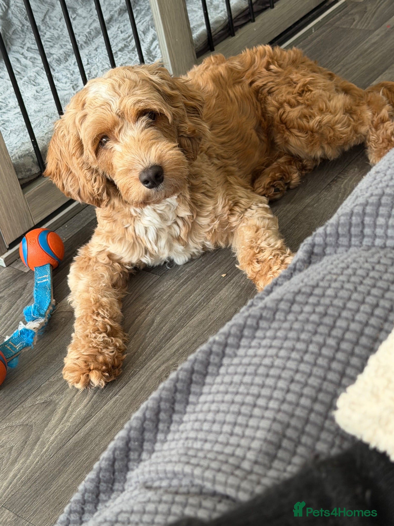 Cockapoo dogs 1 year old male cockapoo - Advert 4