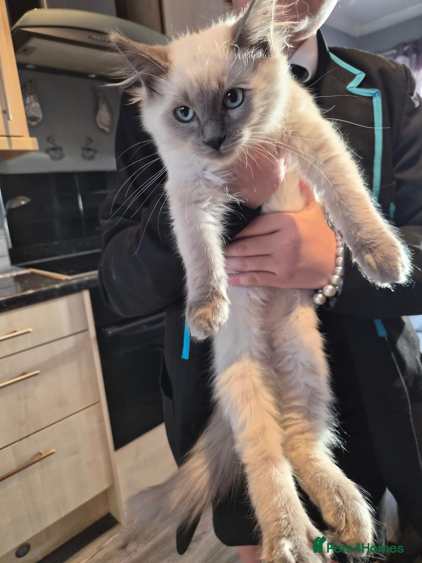 Ragdoll cats 3 month old male ragdoll kitten playful  - Advert 16