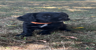 Cocker Spaniel dogs - Advert 16