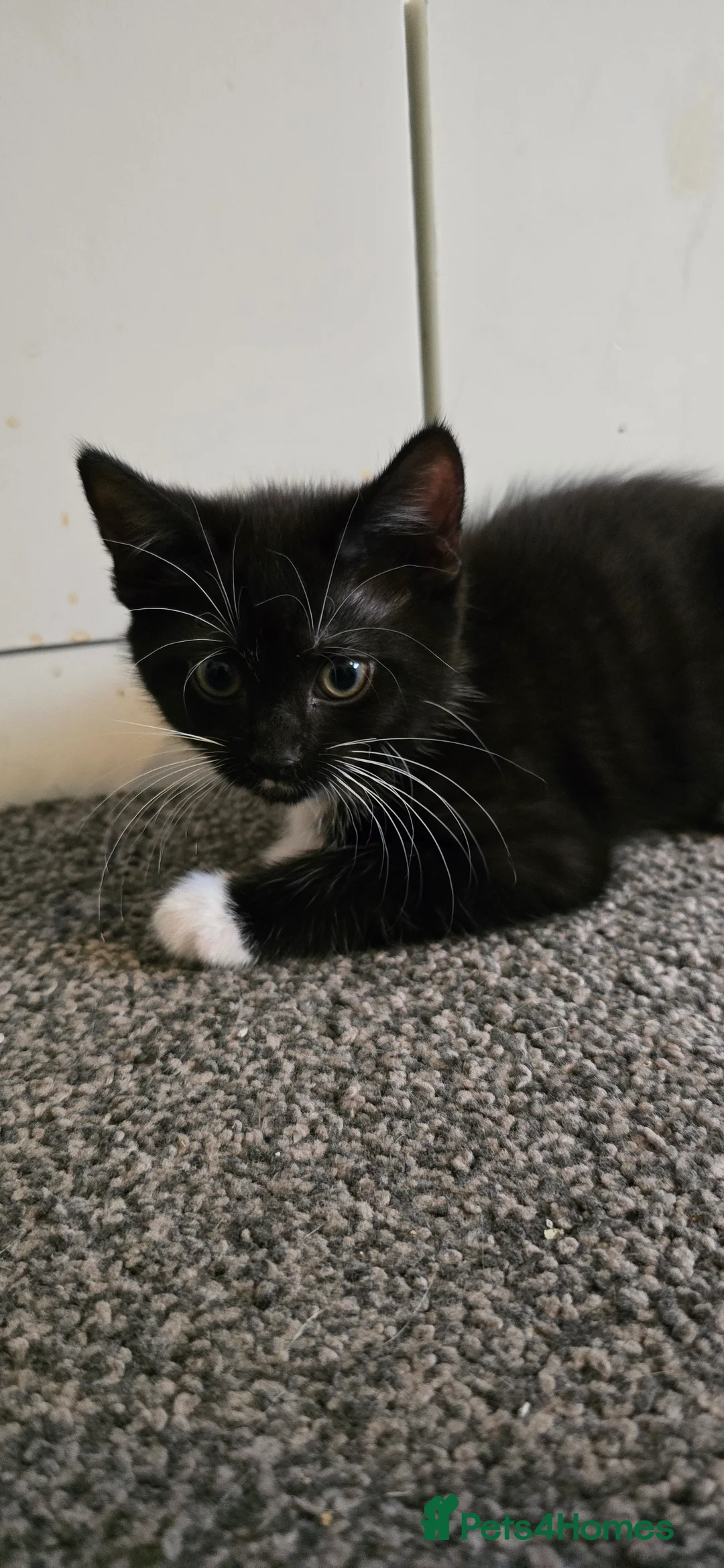 Mixed Breed cats for sale: 4 kittens for sale, 3 girls 1 boy - Advert 5