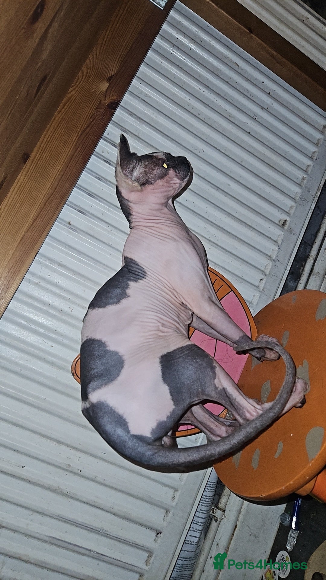 Sphynx cats for sale: Male sphynx cat for sale  - Advert 3