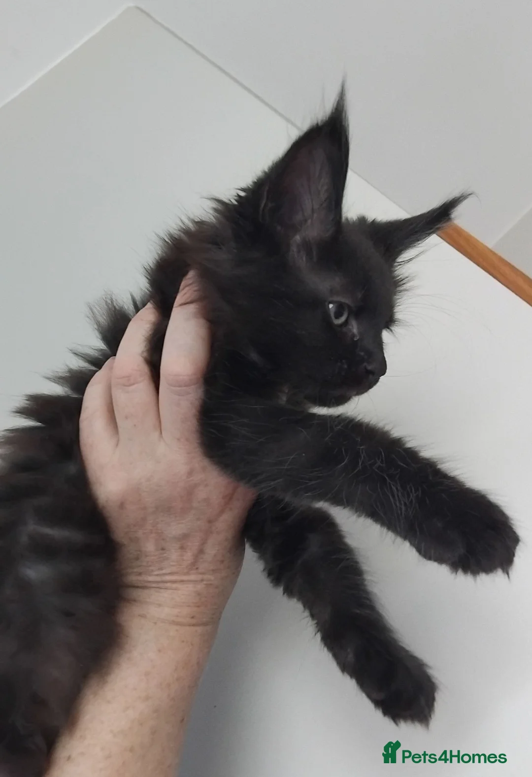 Maine Coon cats for sale: Maine coon kittens registed. Black smoke, grey, - Advert 9