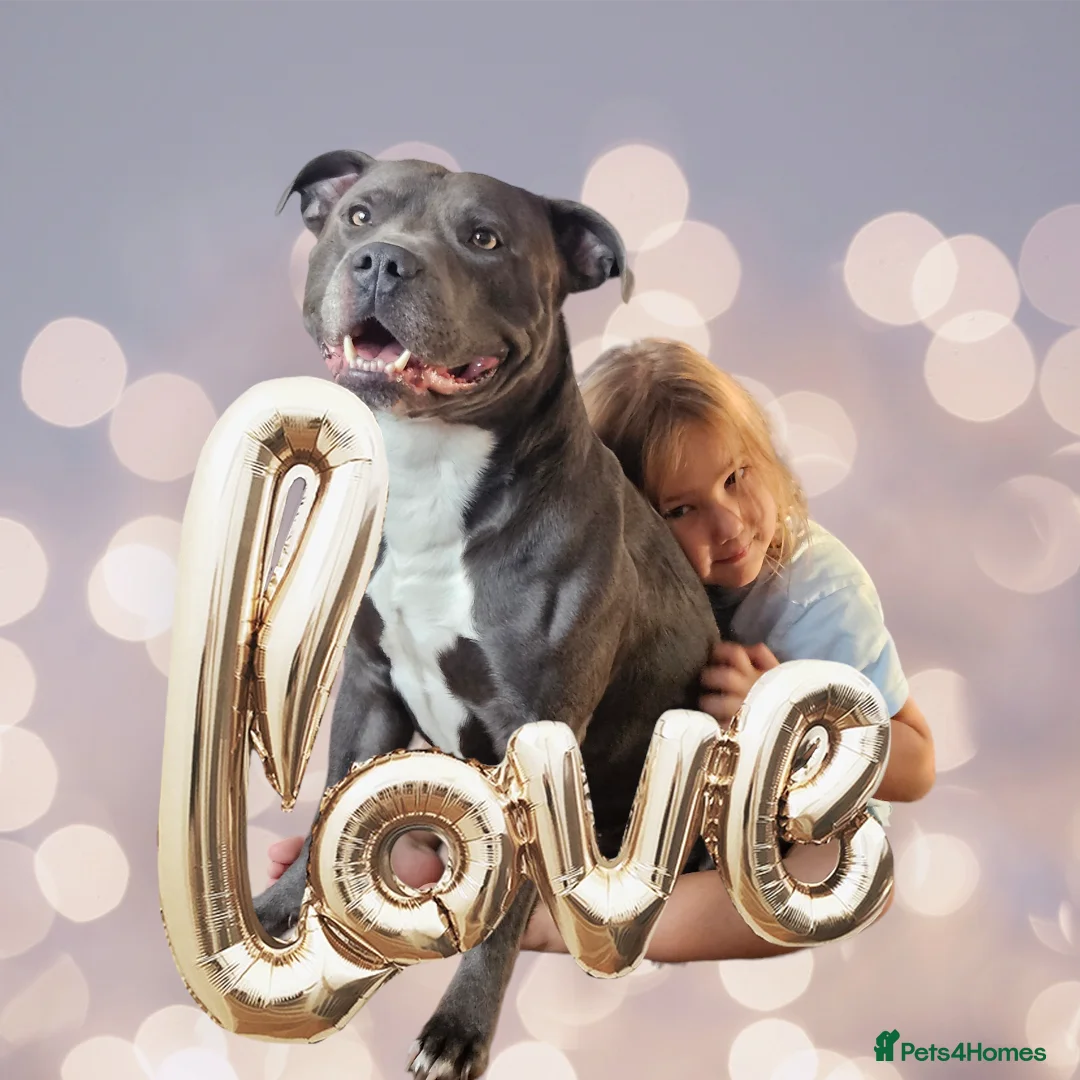 Staffordshire Bull Terrier dogs for stud: BLUE Proven 50+ litters, natural and artificial  in Erith - Advert 6