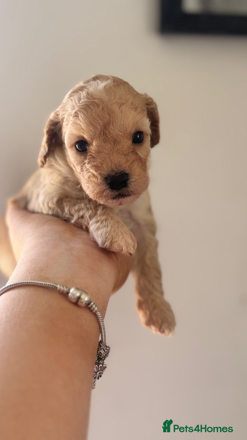 Cavapoochon dogs  Extensively health-tested parents 💫 - Advert 1