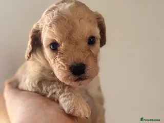 Cavapoochon dogs Extensively health-tested parents 💫 - Advert 11