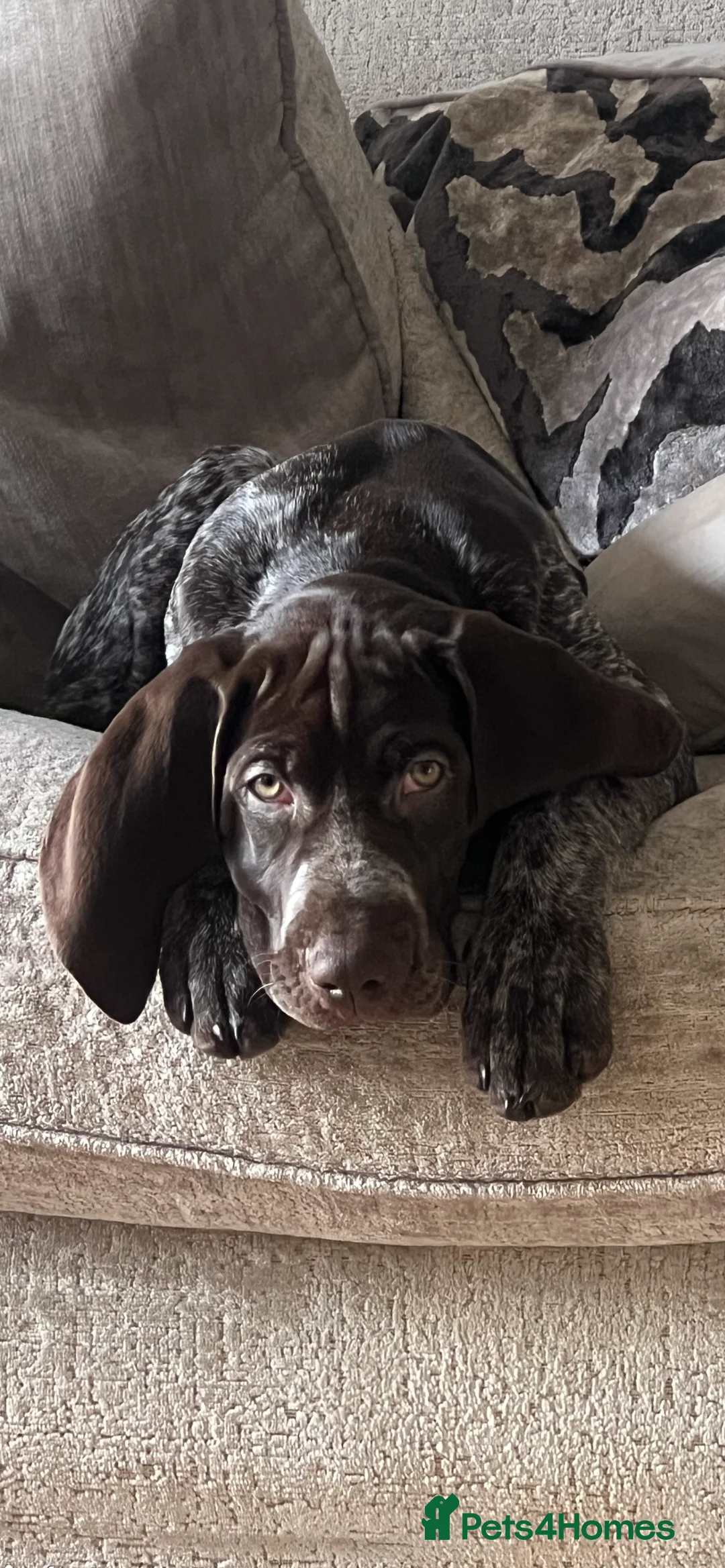 German Shorthaired Pointer dogs for sale: German shorthaired pointer  - Advert 2
