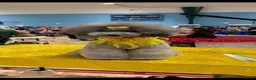 Miniature Poodle dogs for sale: Silver miniature poodle pups in Middlesbrough - Advert 6