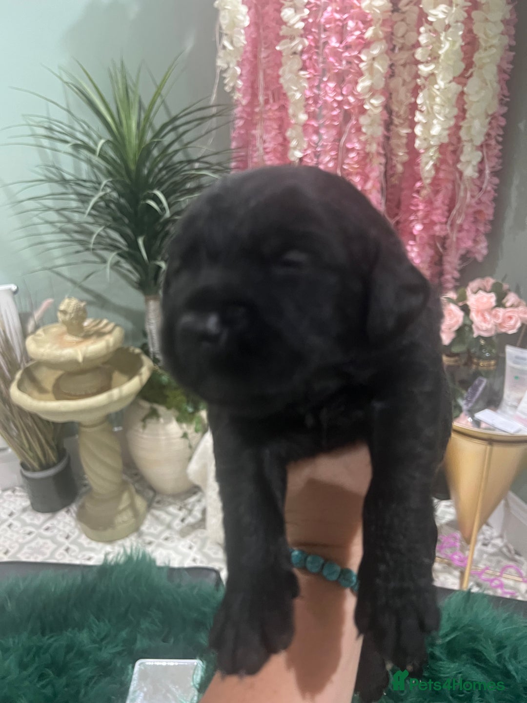 Goldador dogs for sale: Puppies- Goldadors (Golden retriever) (Labrador)  - Image 4