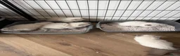 Ragdoll cats for sale: Ragdoll kittens blue points  - Advert 9