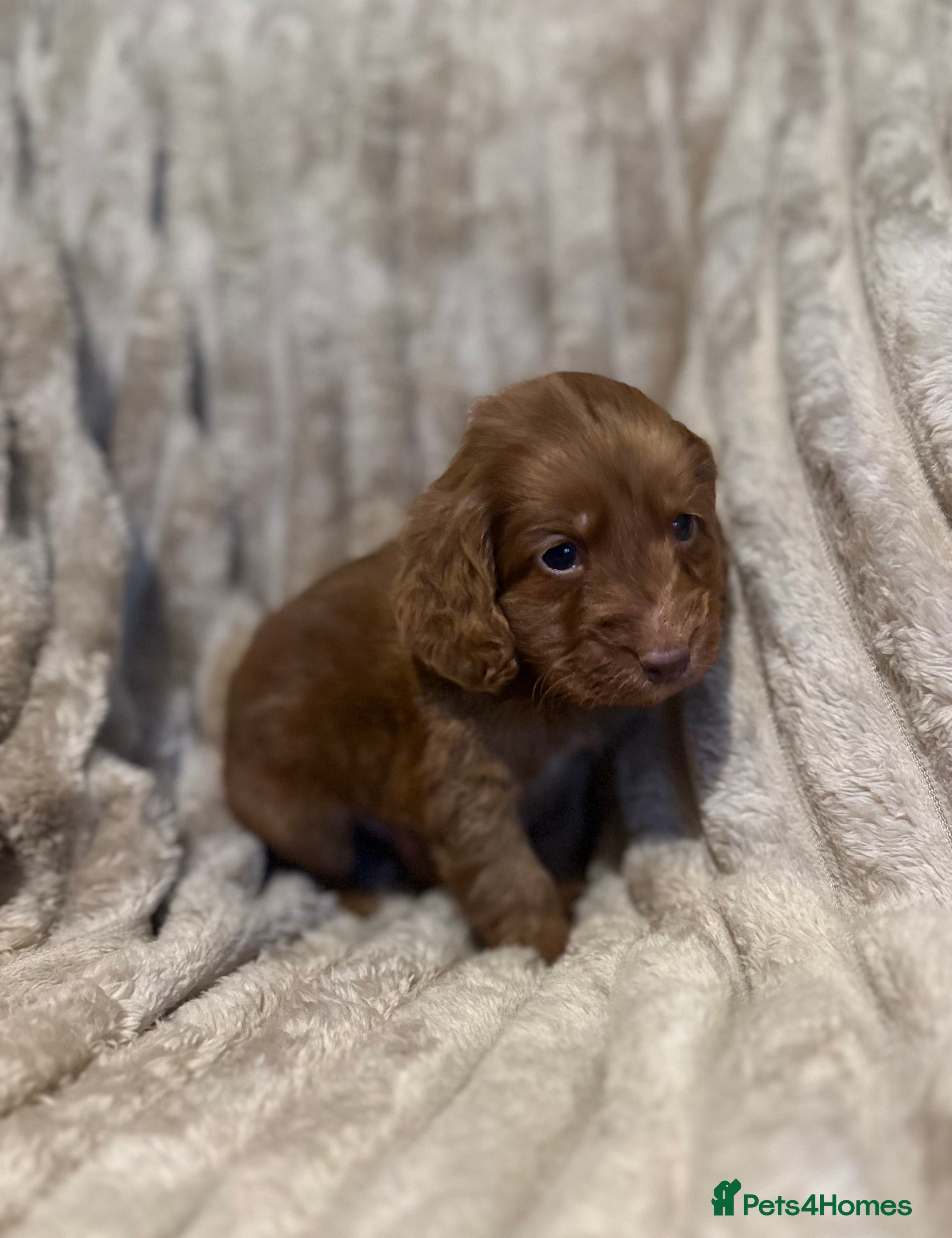 Cockapoo dogs Cockapoo F1B STUNNING COLOURS 4 available - Advert 3