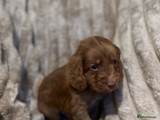 Cockapoo dogs Cockapoo F1B STUNNING COLOURS 4 available - Advert 2