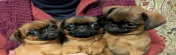 Griffon Bruxellois dogs for sale: Show quality smooth Griffons - Advert 2