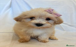 Cavapoo dogs for sale: Beautiful Cavapoo’s - Image 7