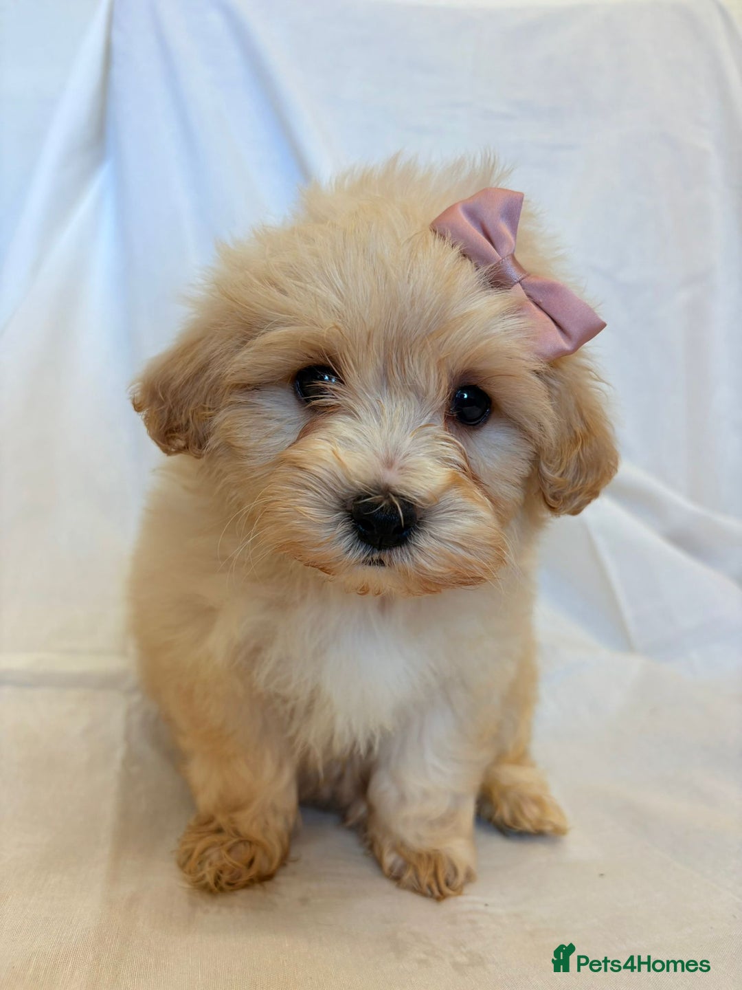 Cavapoo dogs for sale: Beautiful Cavapoo’s - Image 7