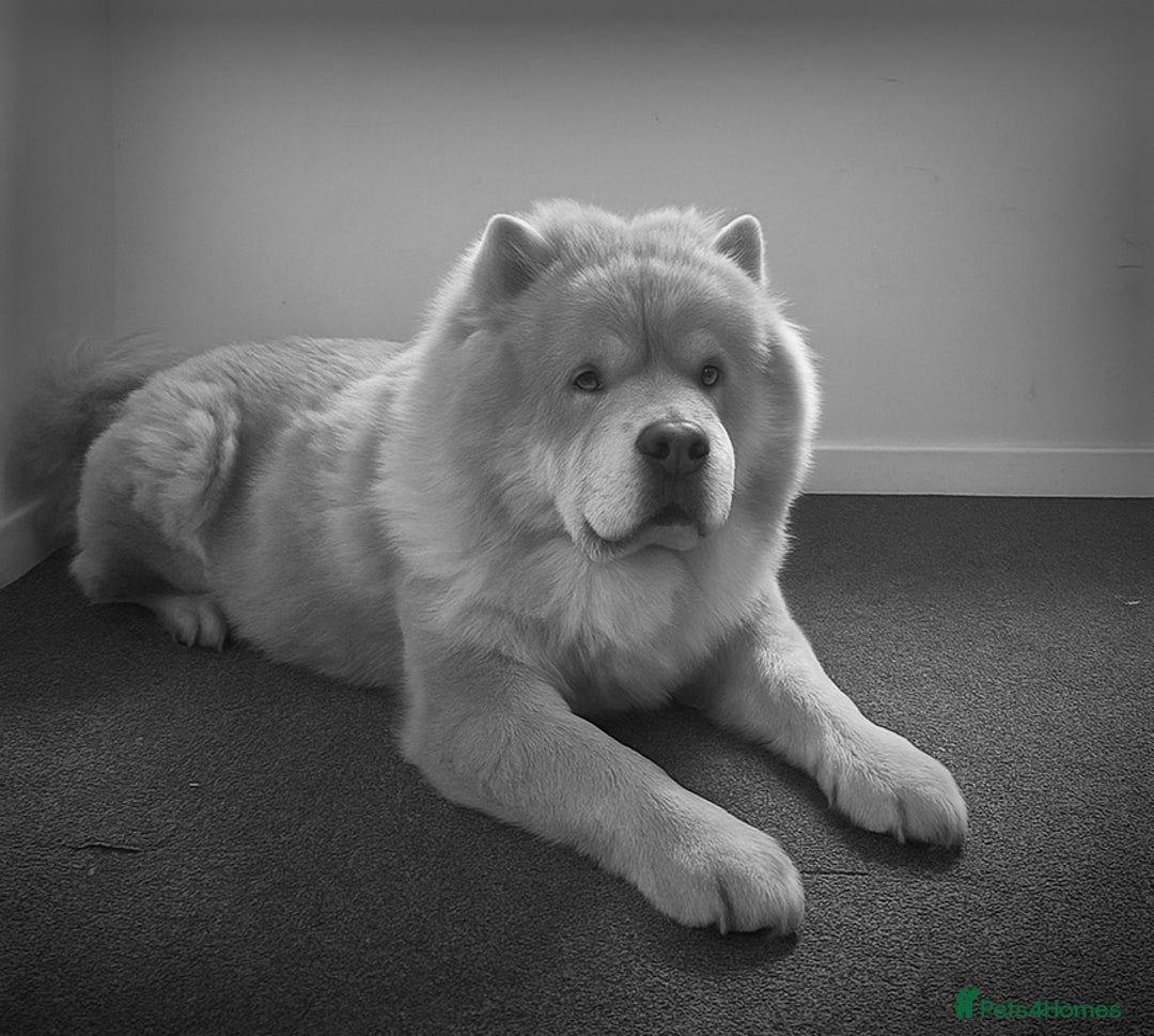 Chow Chow dogs for stud: 🌍 UKs first Lilac Panda Chow Chow Stud - KC - Advert 3