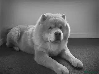 Chow Chow dogs 🌍 UKs first Lilac Panda Chow Chow Stud - KC - Advert 4