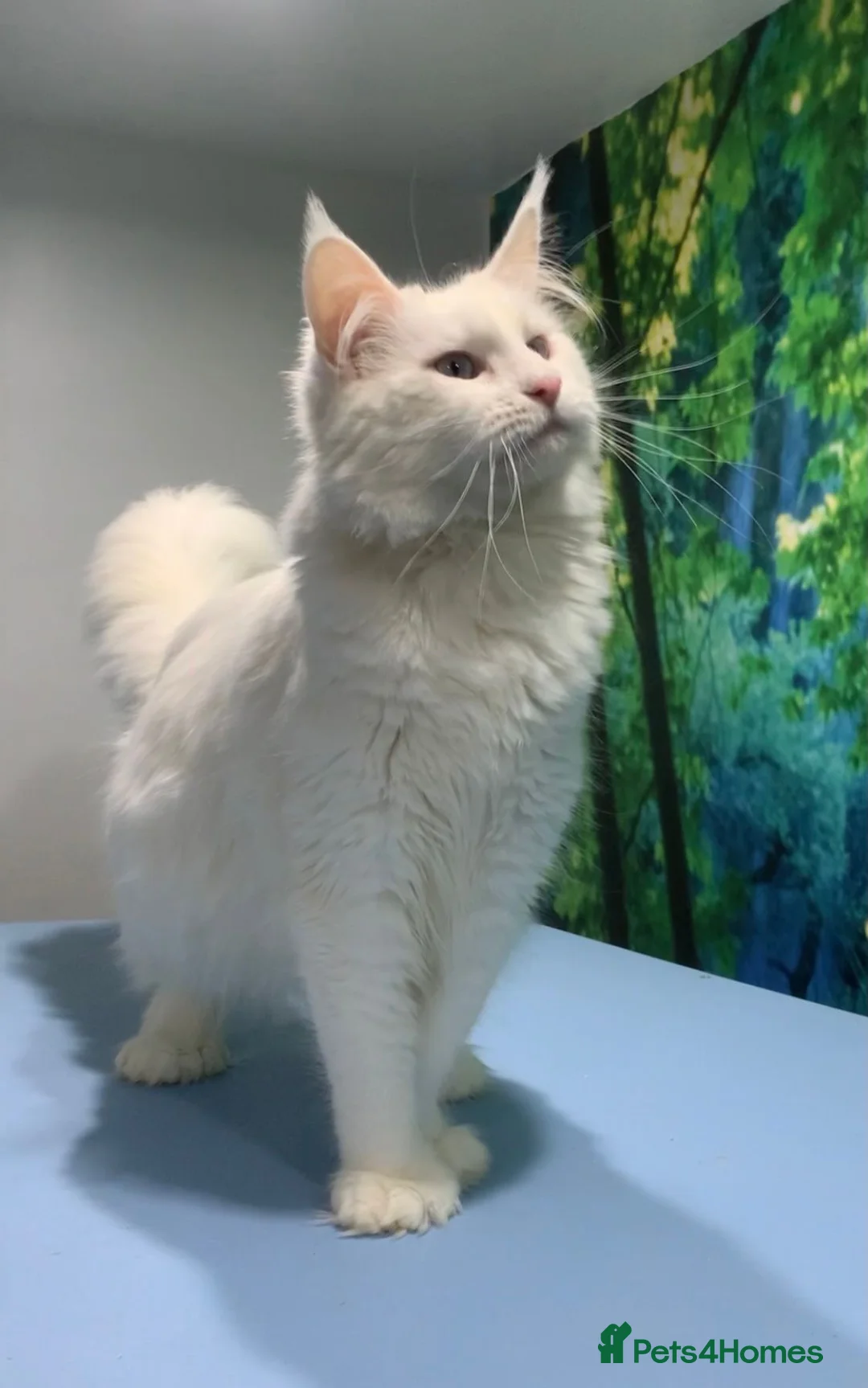 Maine Coon cats for sale: Maine Coon  **  - Advert 2