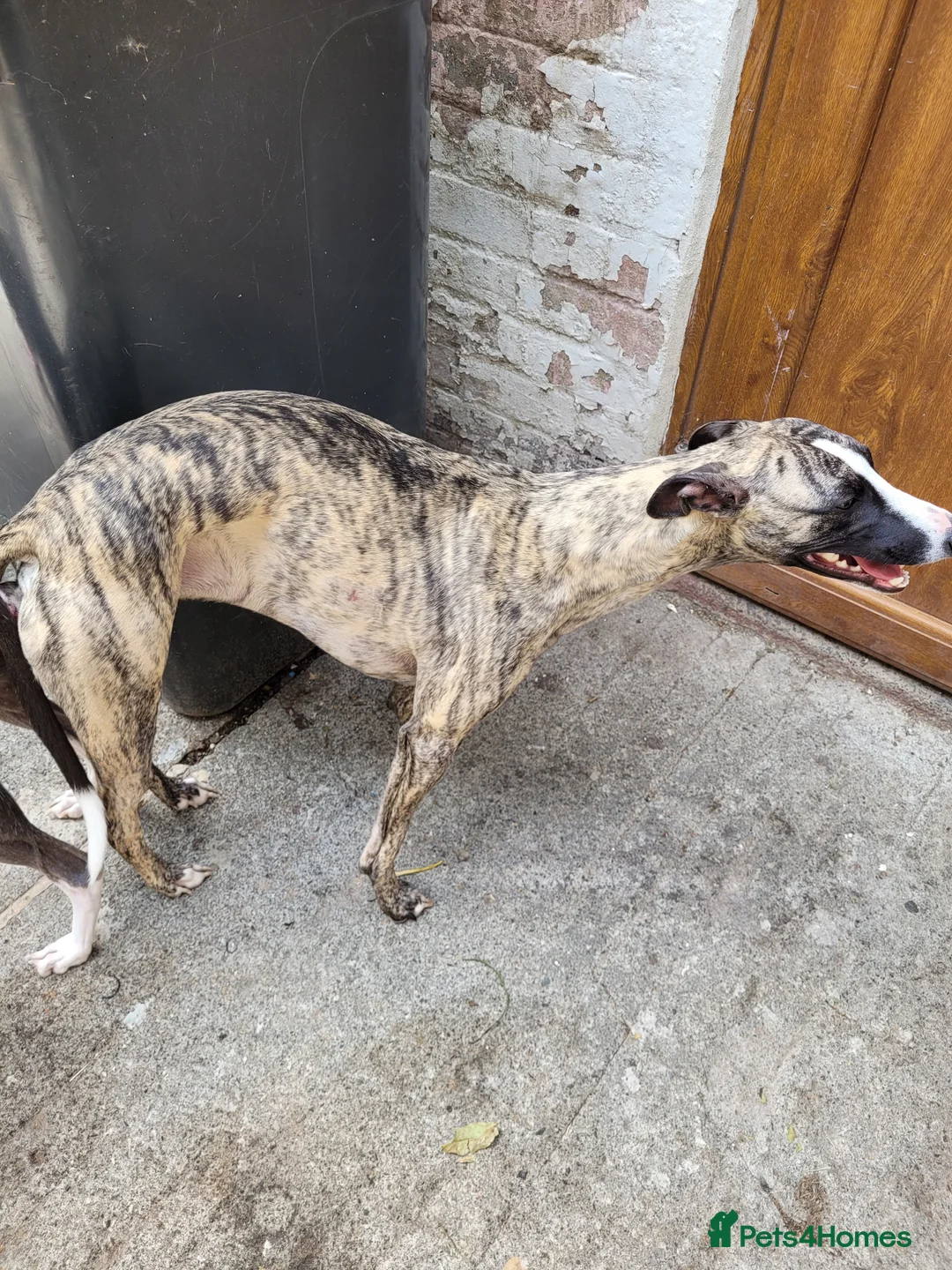 Whippet dogs for stud:  PROVEN kc reg whippet for stud in Consett - Advert 9