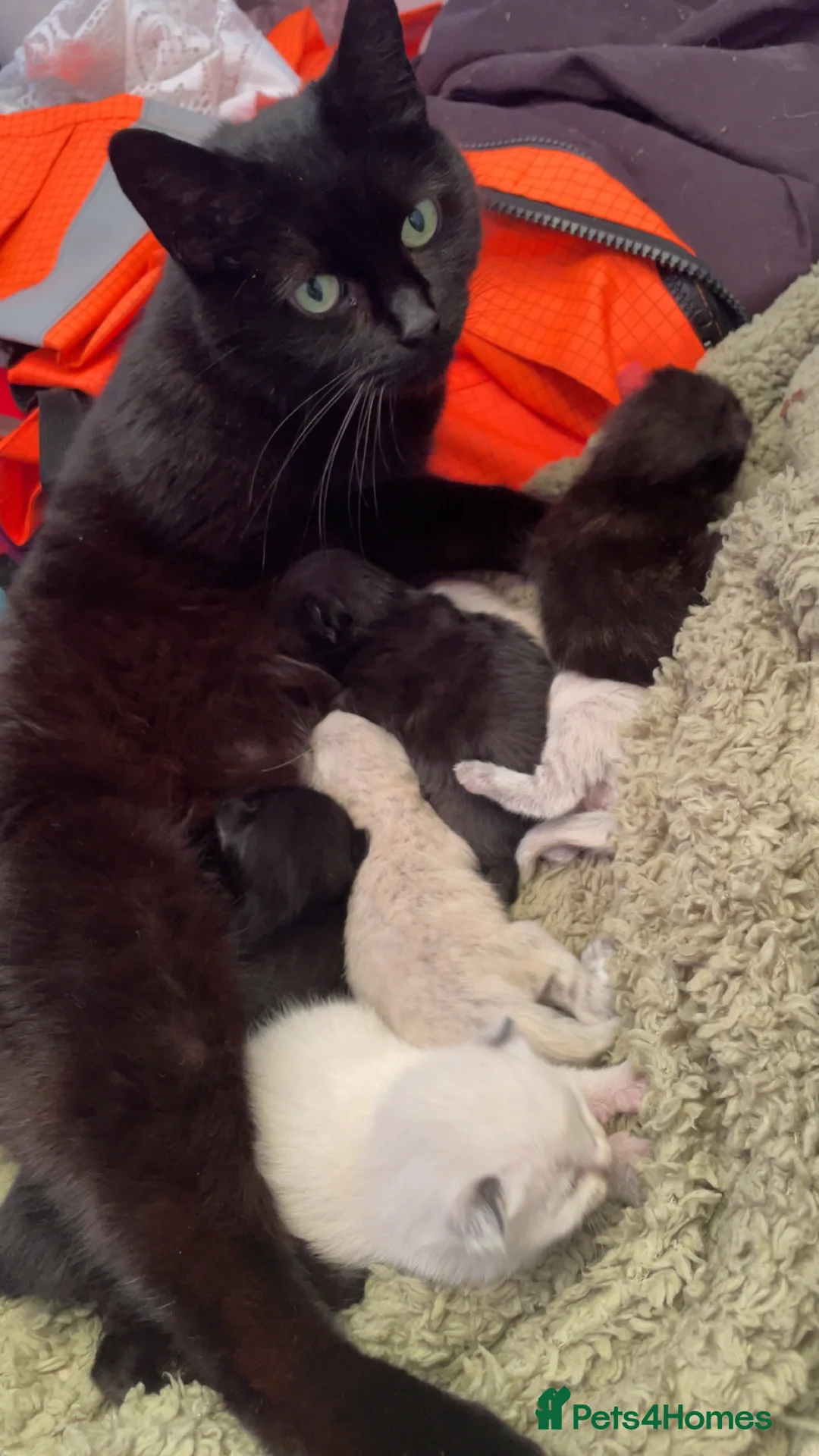 Mixed Breed cats for sale: ragdoll x maine coon mix breed kittens - Advert 6