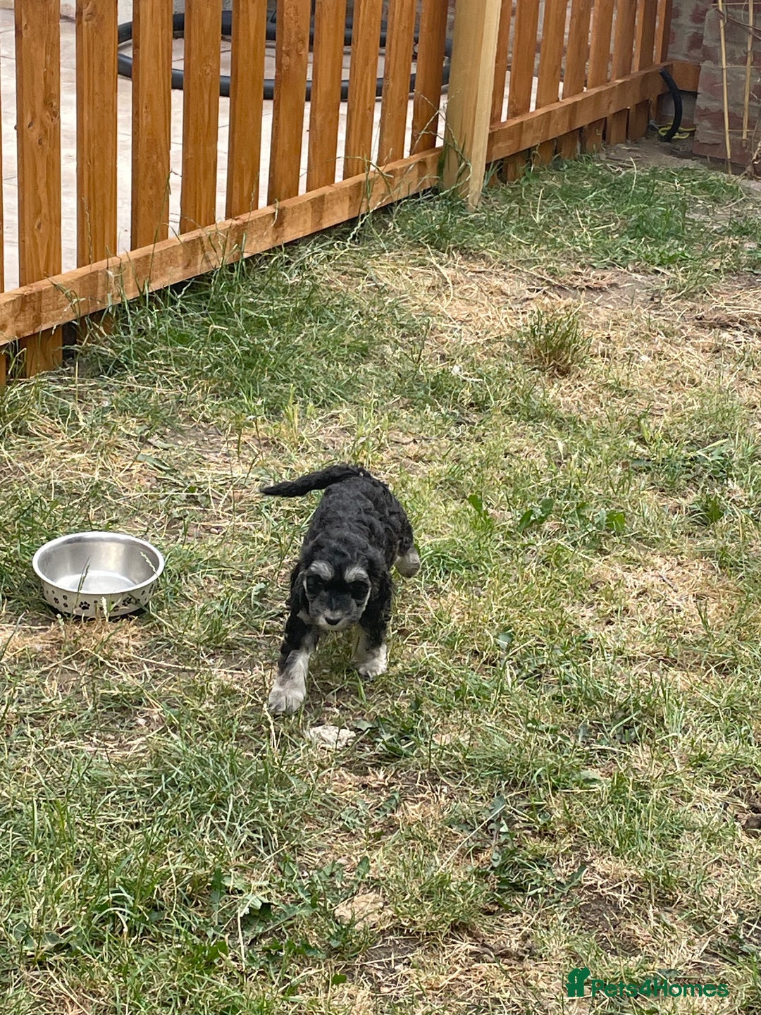 Cockapoo dogs for sale: Ready now! Cockapoo puppies F1 3 girls 2 boys - Image 3