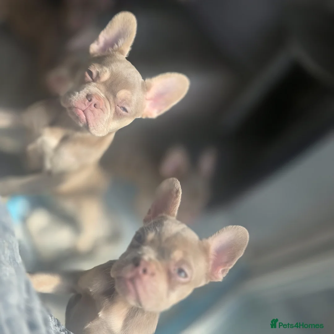 French Bulldog dogs for sale: 'New shade isabella' French bulldog puppys 😍 in Lancing - Advert 40