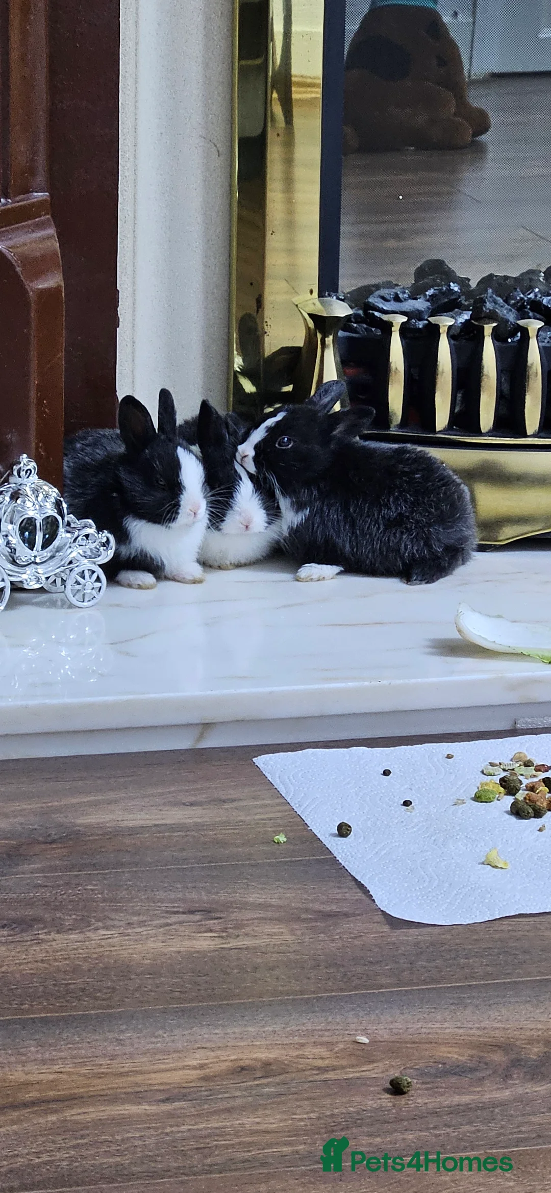 Rex rabbits for sale: They are 5 weeks old so nice baby - Advert 2