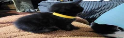 Mixed Breed cats for sale: 3 beautiful black and white kittens £25 in Manchester - Advert 8