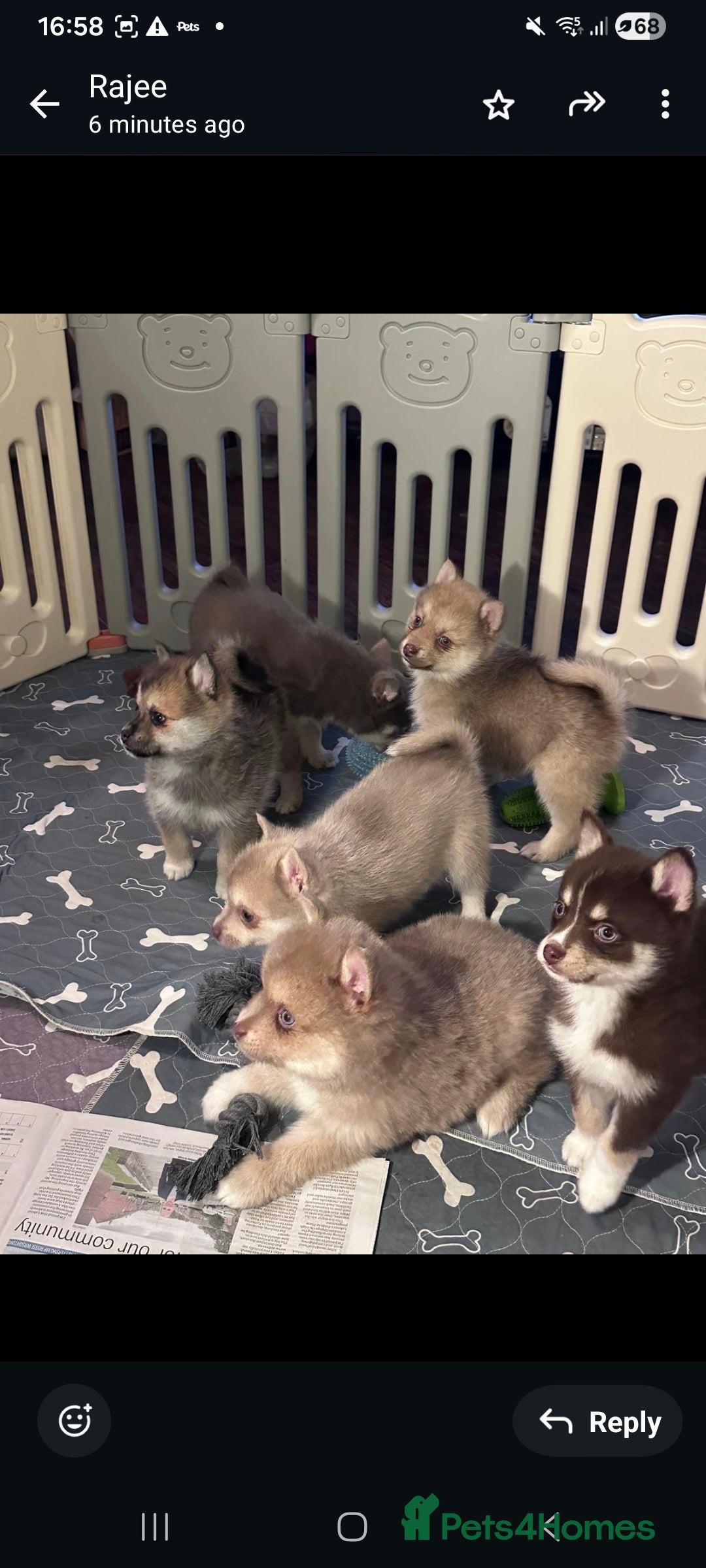 Pomsky dogs for sale: Blue Eyed F4 Toy Pomskies - Advert 28
