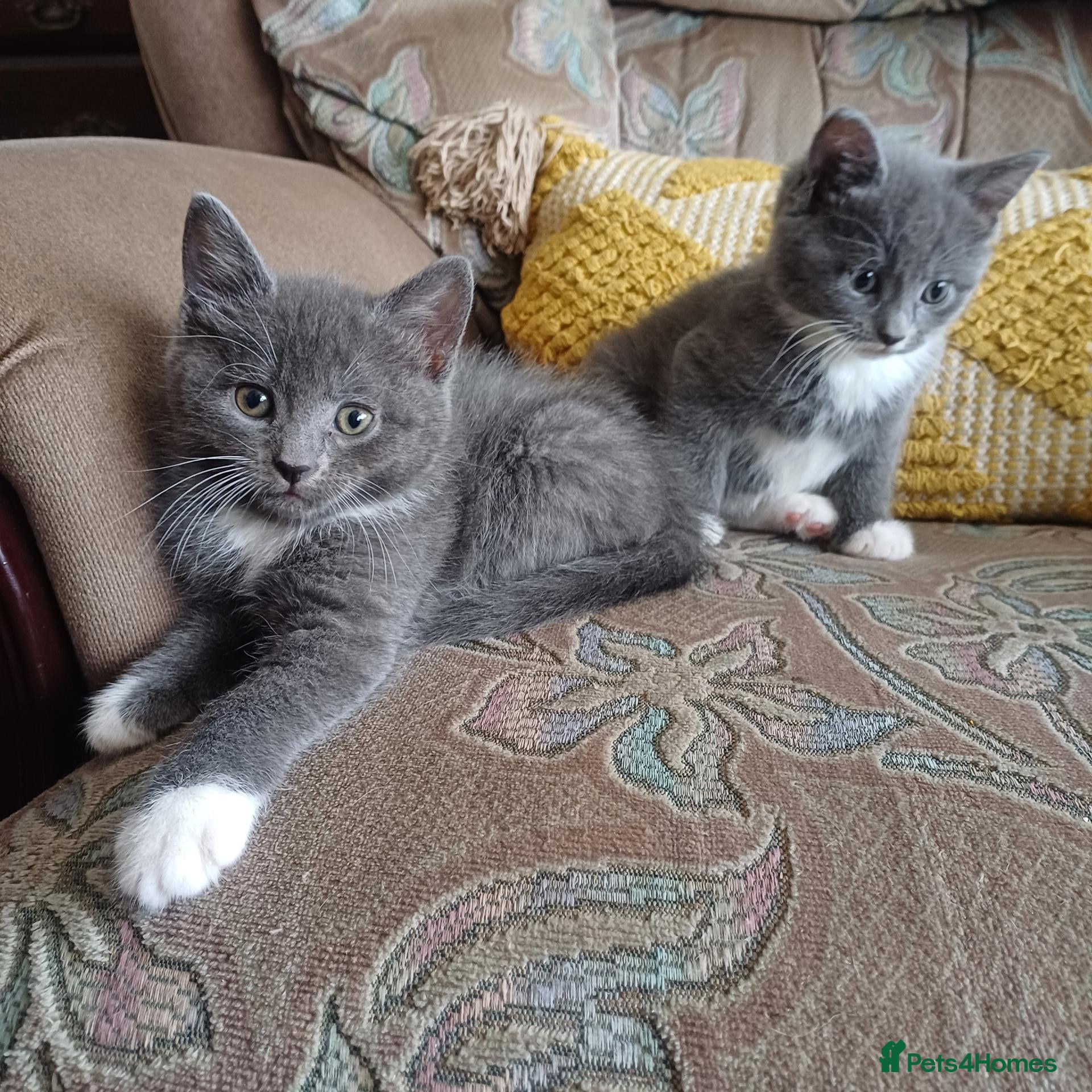 Mixed Breed cats Beautiful kittens😍😍😍😍😍 - Advert 16