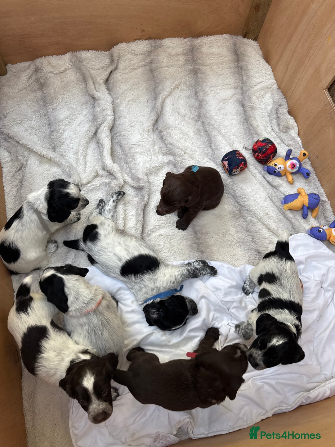 Sprocker dogs for sale: Beautiful sprockers for sale - Image 5