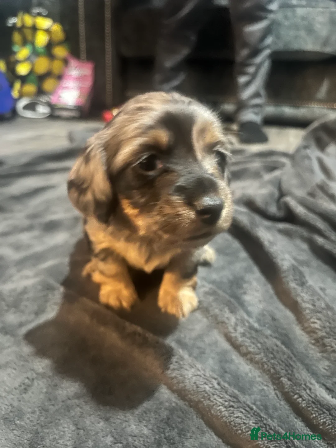 Miniature Dachshund dogs for sale: Minature Dachshunds  - Advert 6