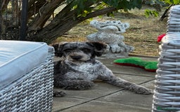 Miniature Poodle dogs for stud: Chocolate Merle Miniature Poodle Fully DNA Tested in Radstock - Image 22