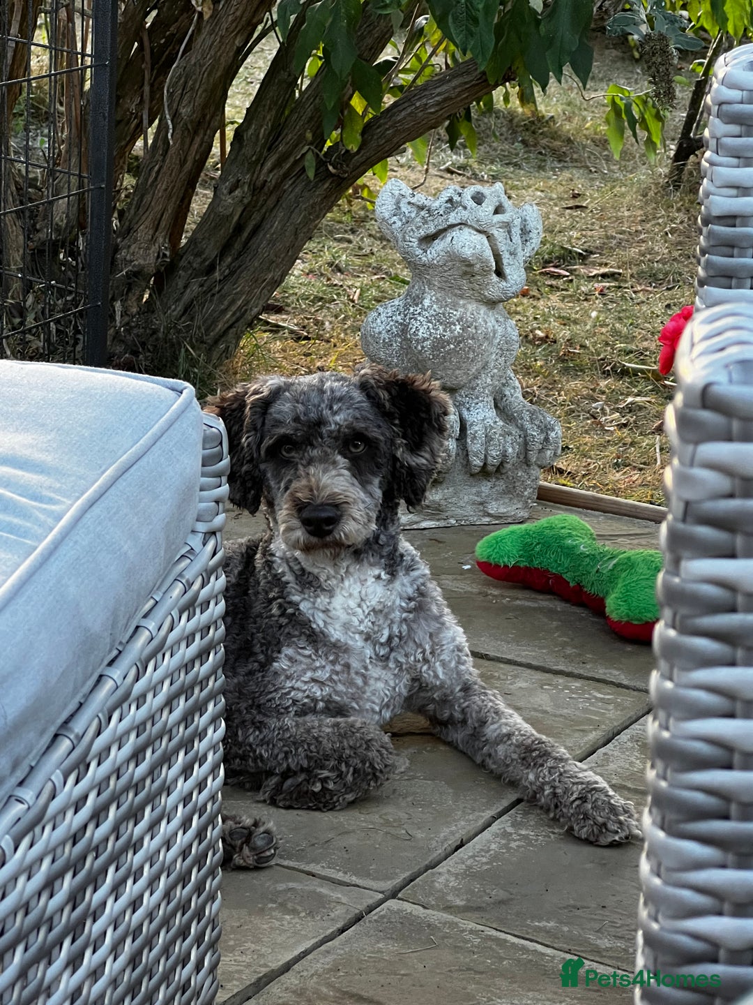 Miniature Poodle dogs for stud: Chocolate Merle Miniature Poodle Fully DNA Tested in Radstock - Image 22